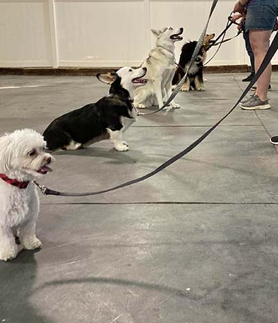 Briarcliff-Pet-Resort-Dog-Training-005